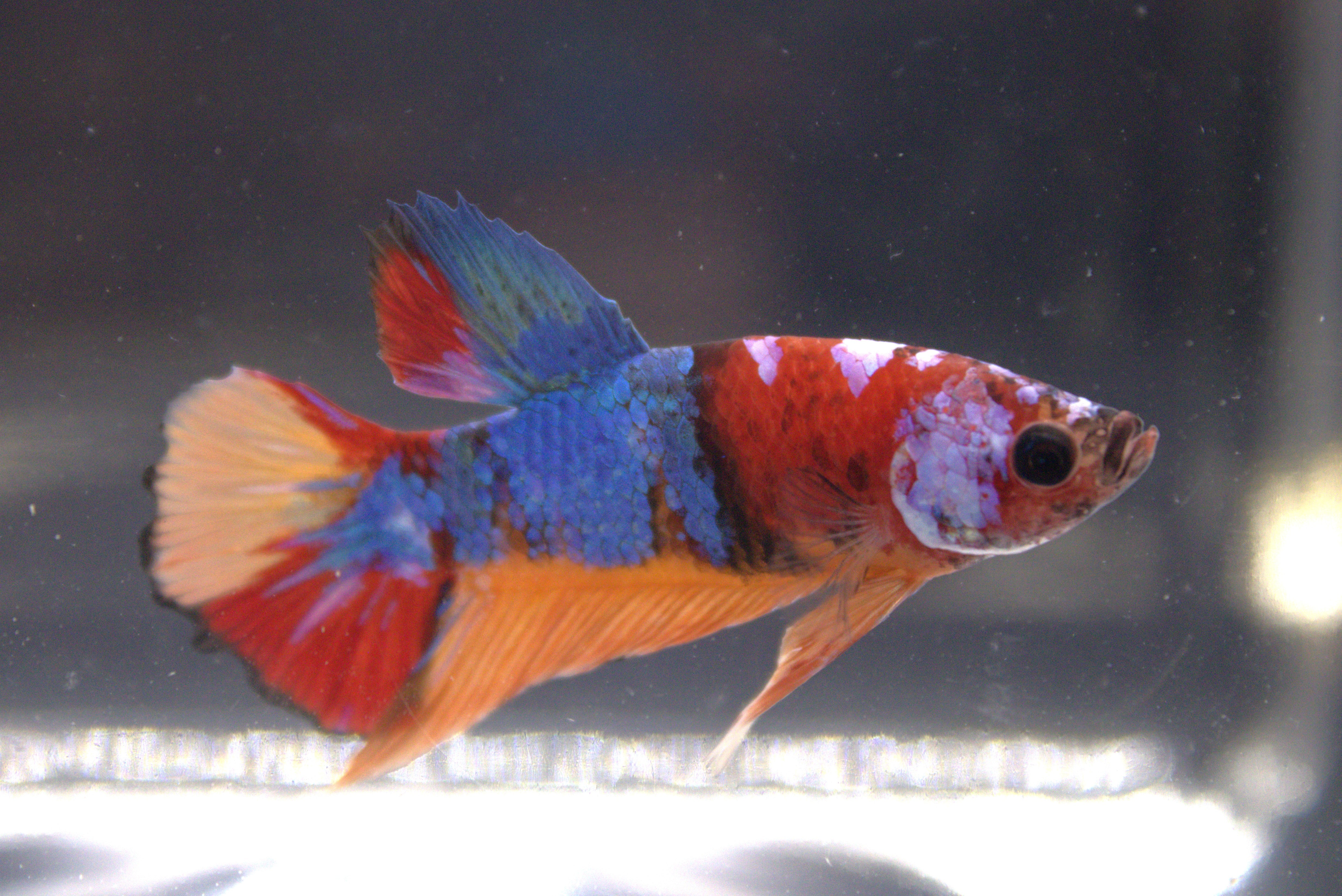 Betta Siamese Che Combatte Pesci Betta Splendens Plakad Pesce Morde Thai Pesce Dacquario