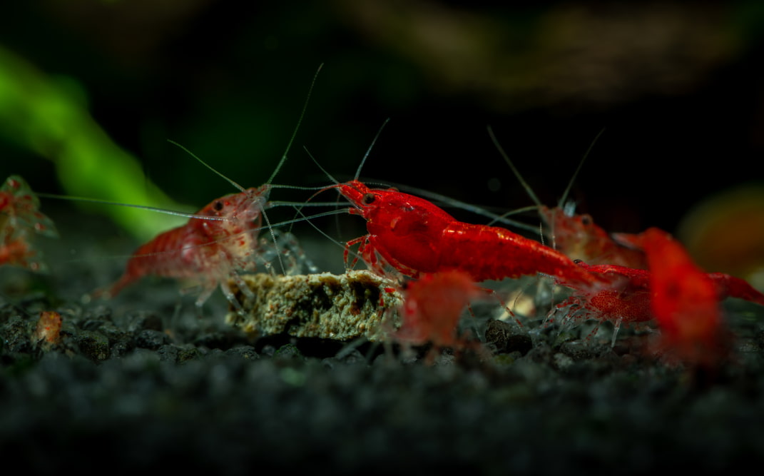 Gamberetti ornamentali da acquario: differenze tra Neocaridina Davidi e Caridina Logemanni
