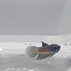 Betta Splendens Alien Blue Maschio