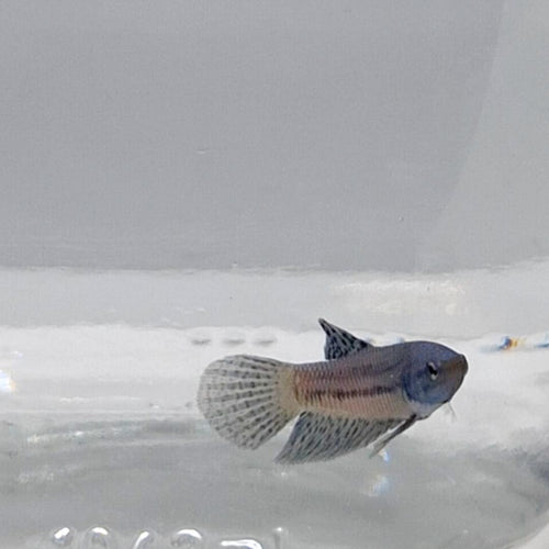 Betta Splendens Alien Blue Maschio