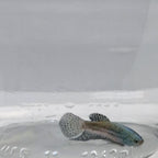 Betta Splendens Alien Blue Maschio