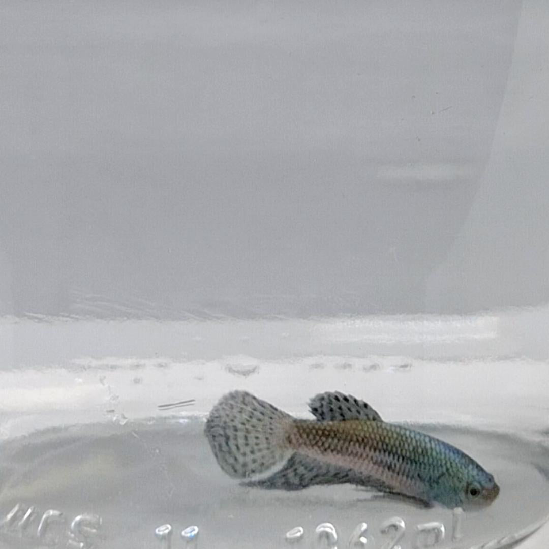 Betta Splendens Alien Blue Maschio