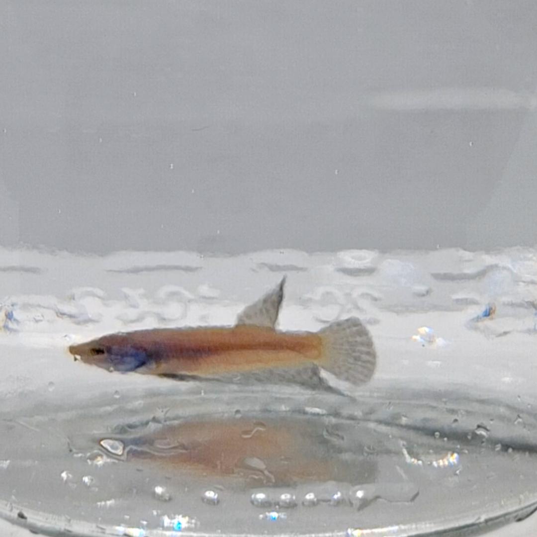 Betta Splendens Alien Blue Maschio