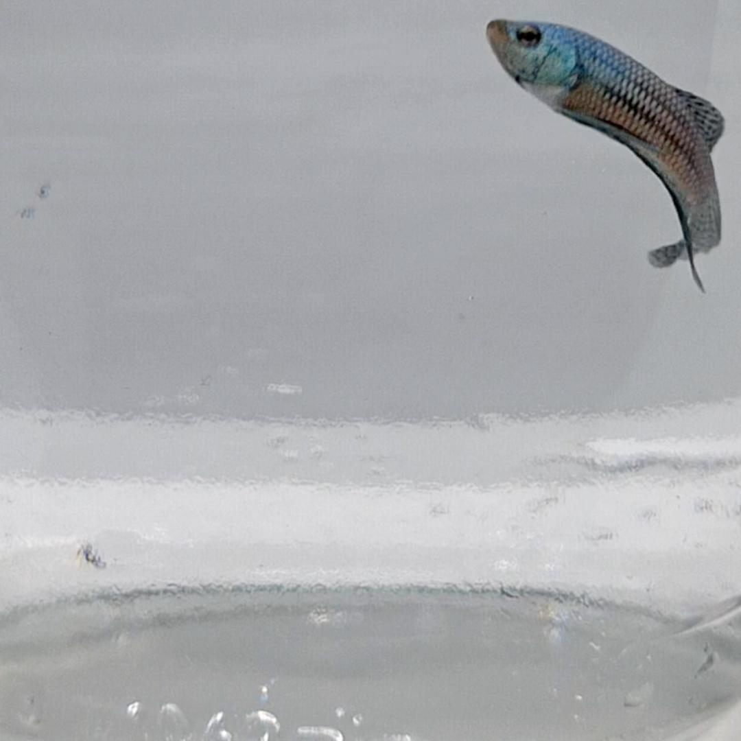 Betta Splendens Alien Green Maschio