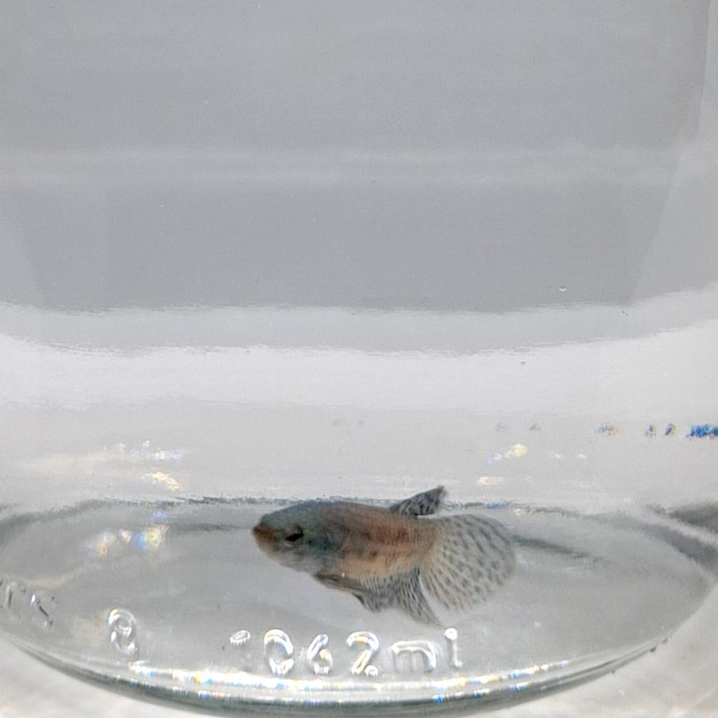 Betta Splendens Alien Green Maschio