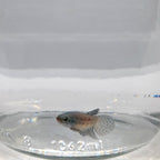 Betta Splendens Alien Green Maschio