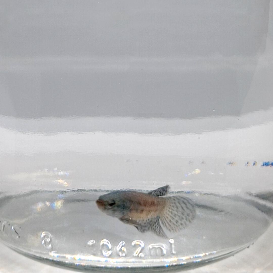 Betta Splendens Alien Green Maschio