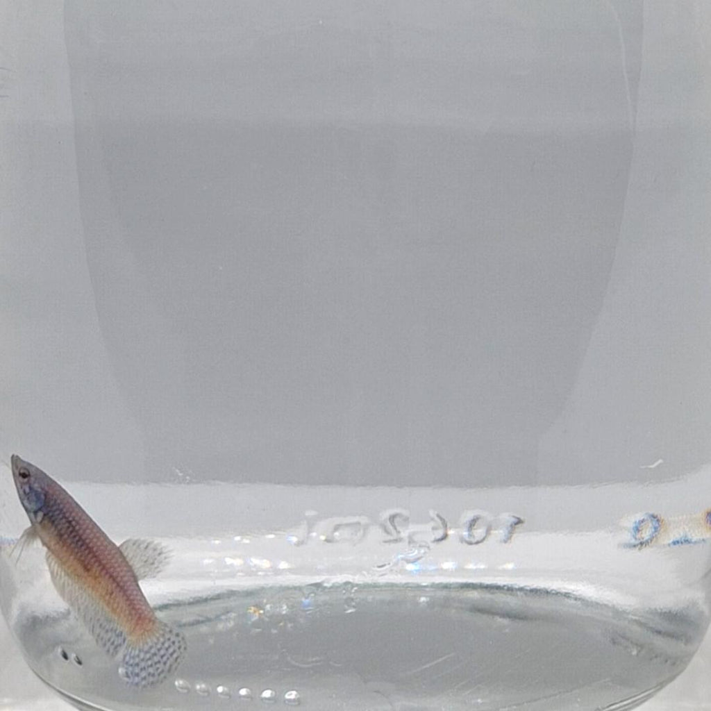 Betta Splendens Alien Blue Femmina