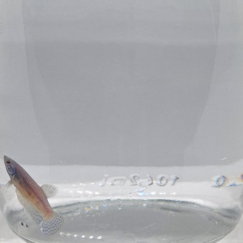 Betta Splendens Alien Blue Femmina