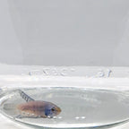 Betta Splendens Alien Blue Femmina