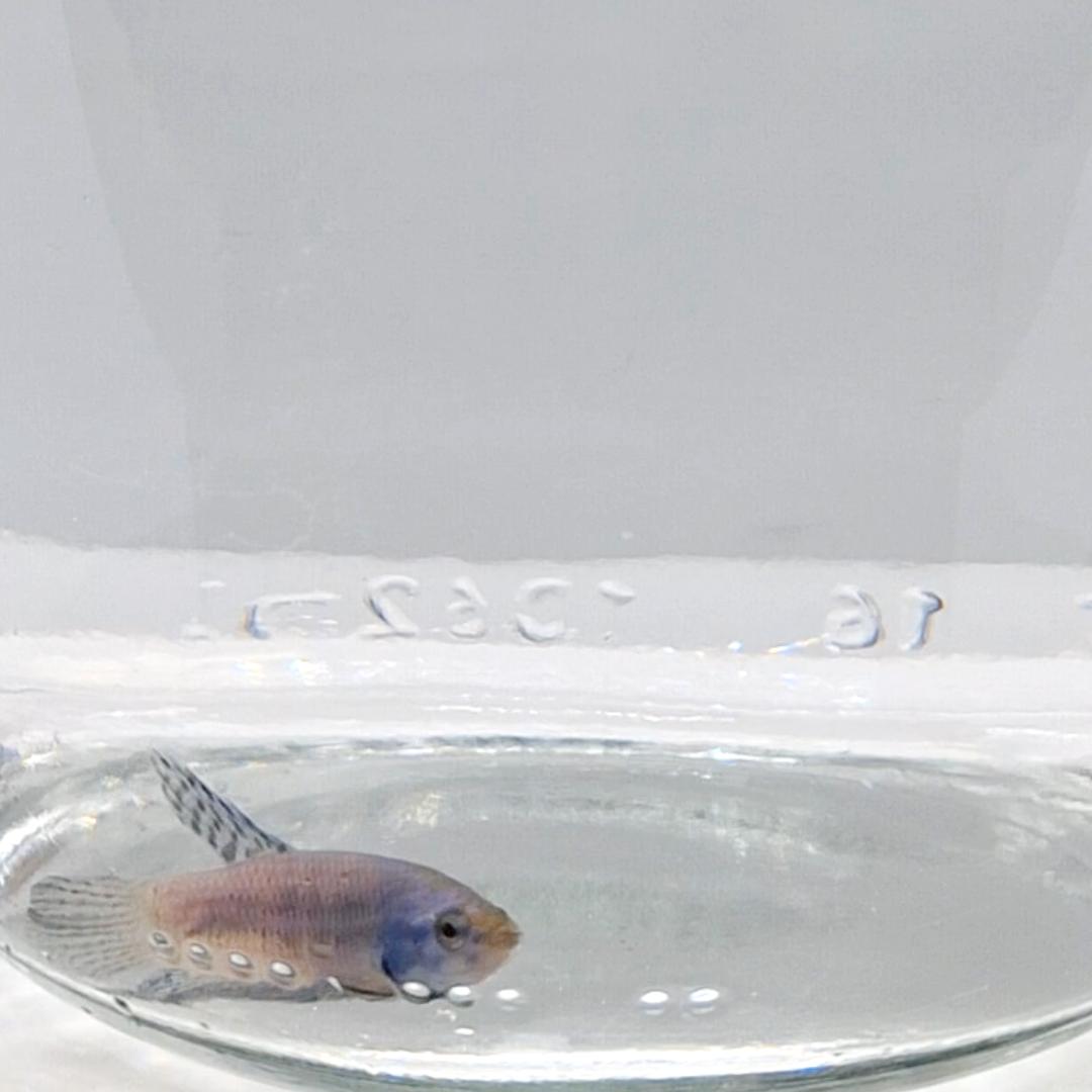 Betta Splendens Alien Blue Femmina