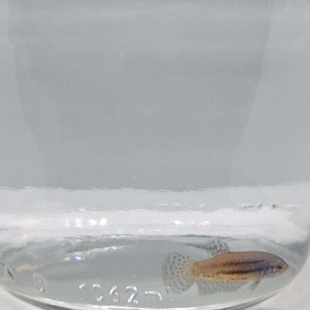 Betta Splendens Alien Blue Femmina