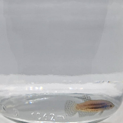 Betta Splendens Alien Blue Femmina