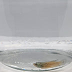 Betta Splendens Alien Green Femmina