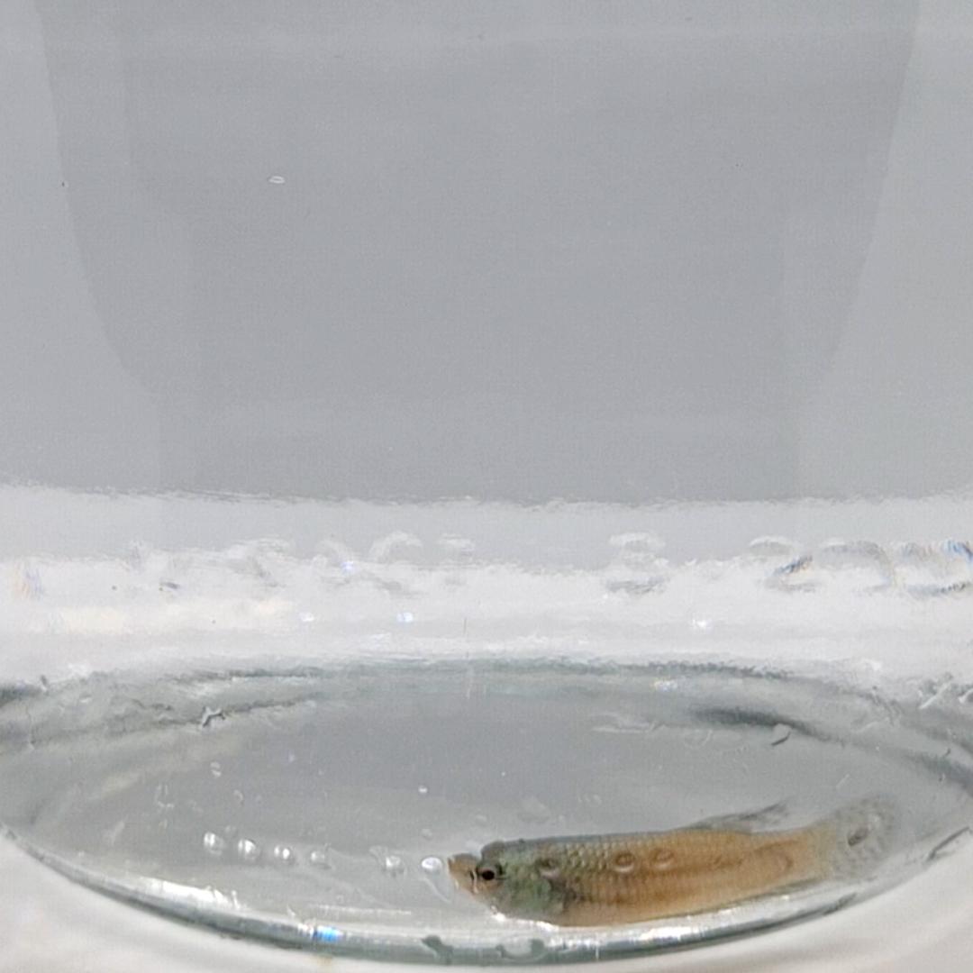 Betta Splendens Alien Green Femmina