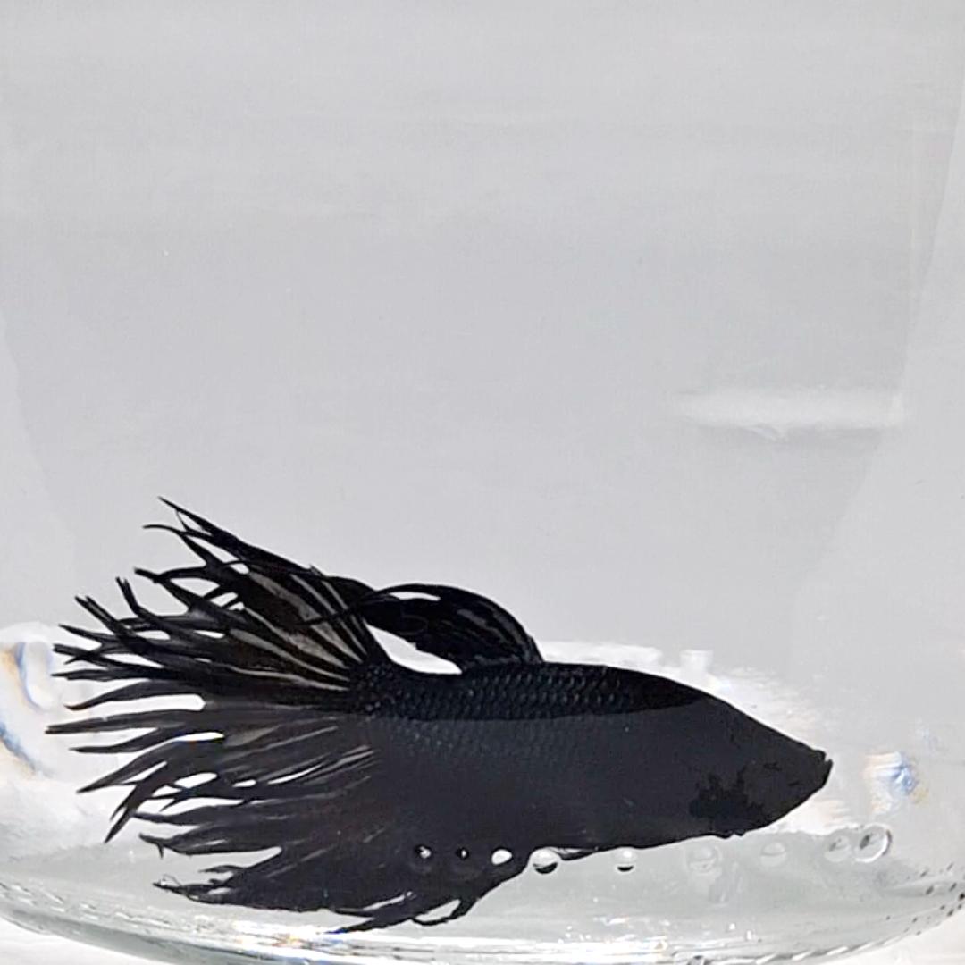 Betta Splendens Crowntale Black