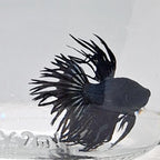 Betta Splendens Crowntale Black