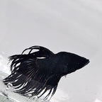 Betta Splendens Crowntale Black
