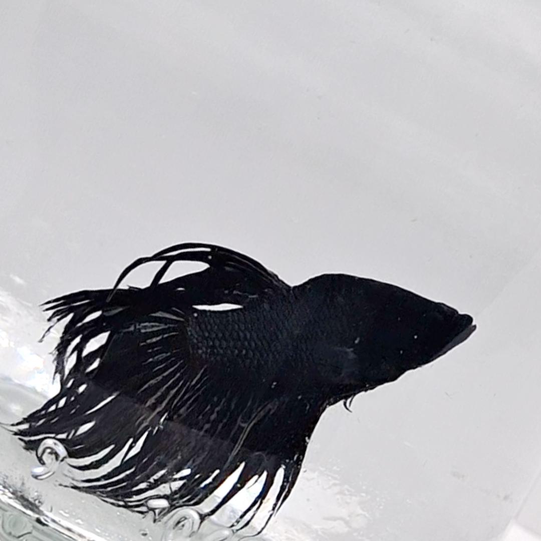 Betta Splendens Crowntale Black