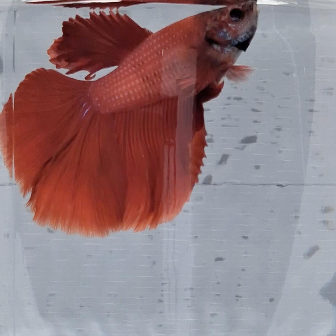 Betta Splendens Halfmoon Red