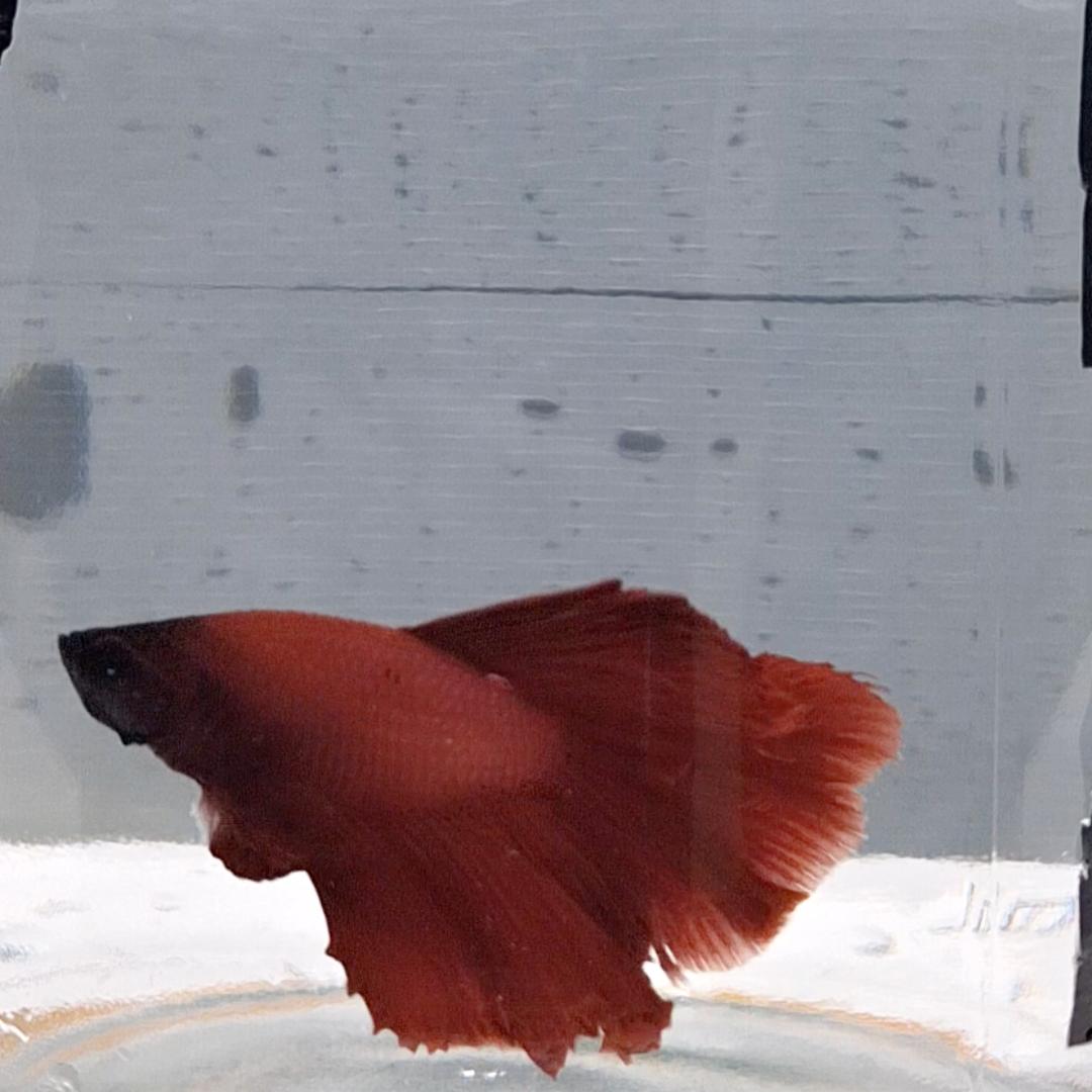 Betta Splendens Halfmoon Red