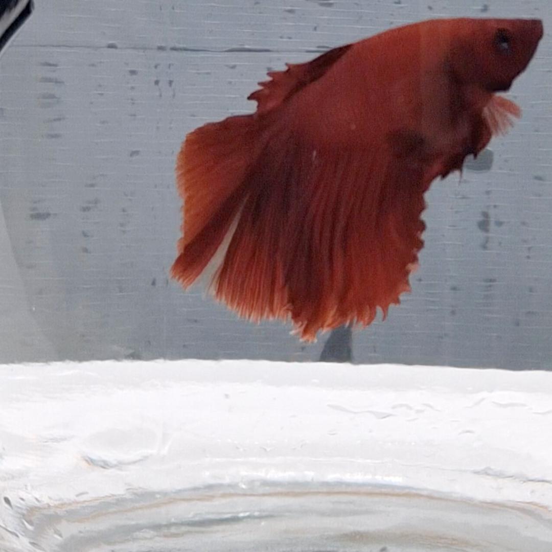 Betta Splendens Halfmoon Red