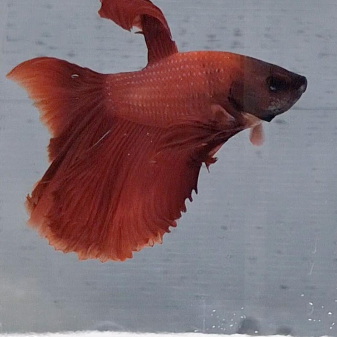 Betta Splendens Halfmoon Red