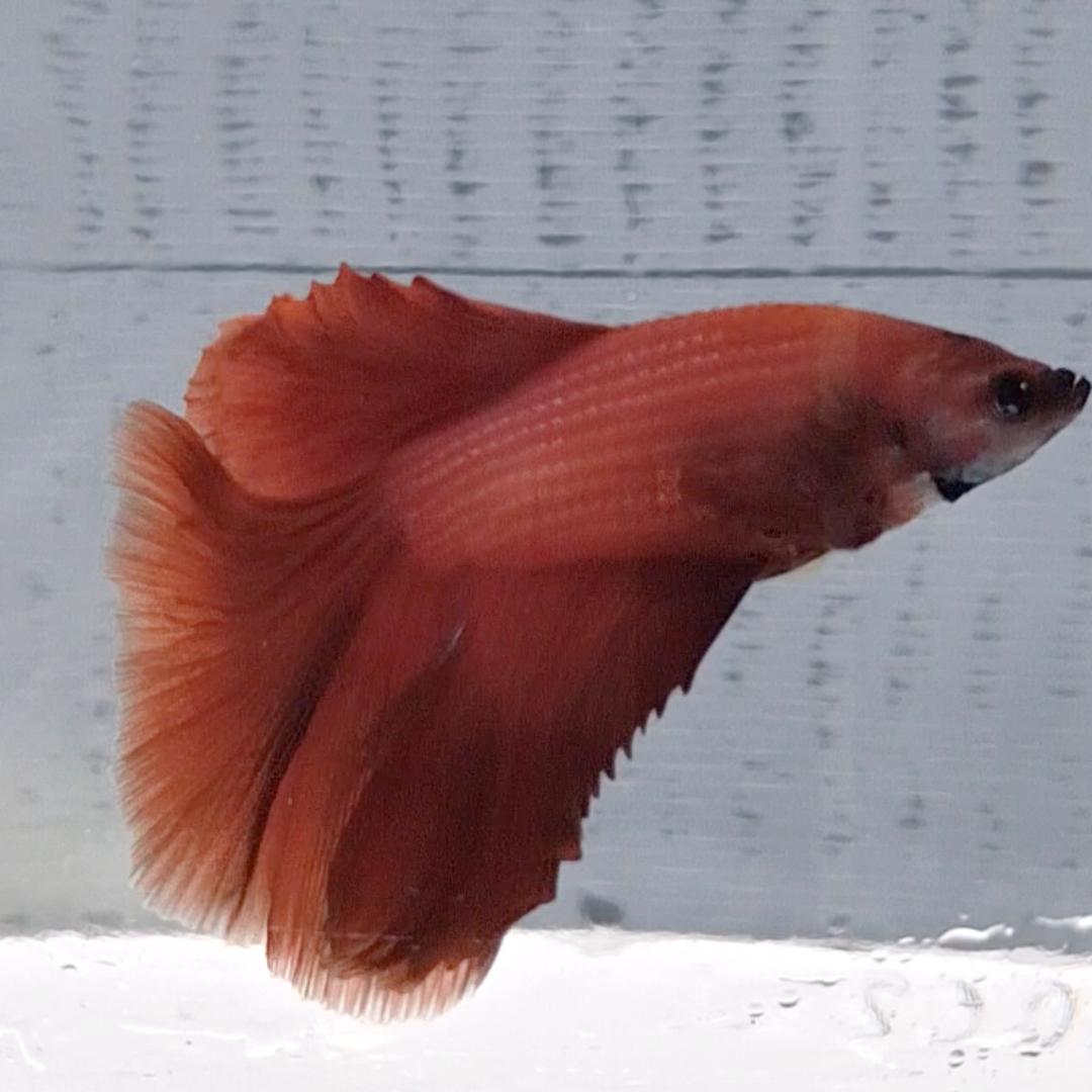 Betta Splendens Halfmoon Red