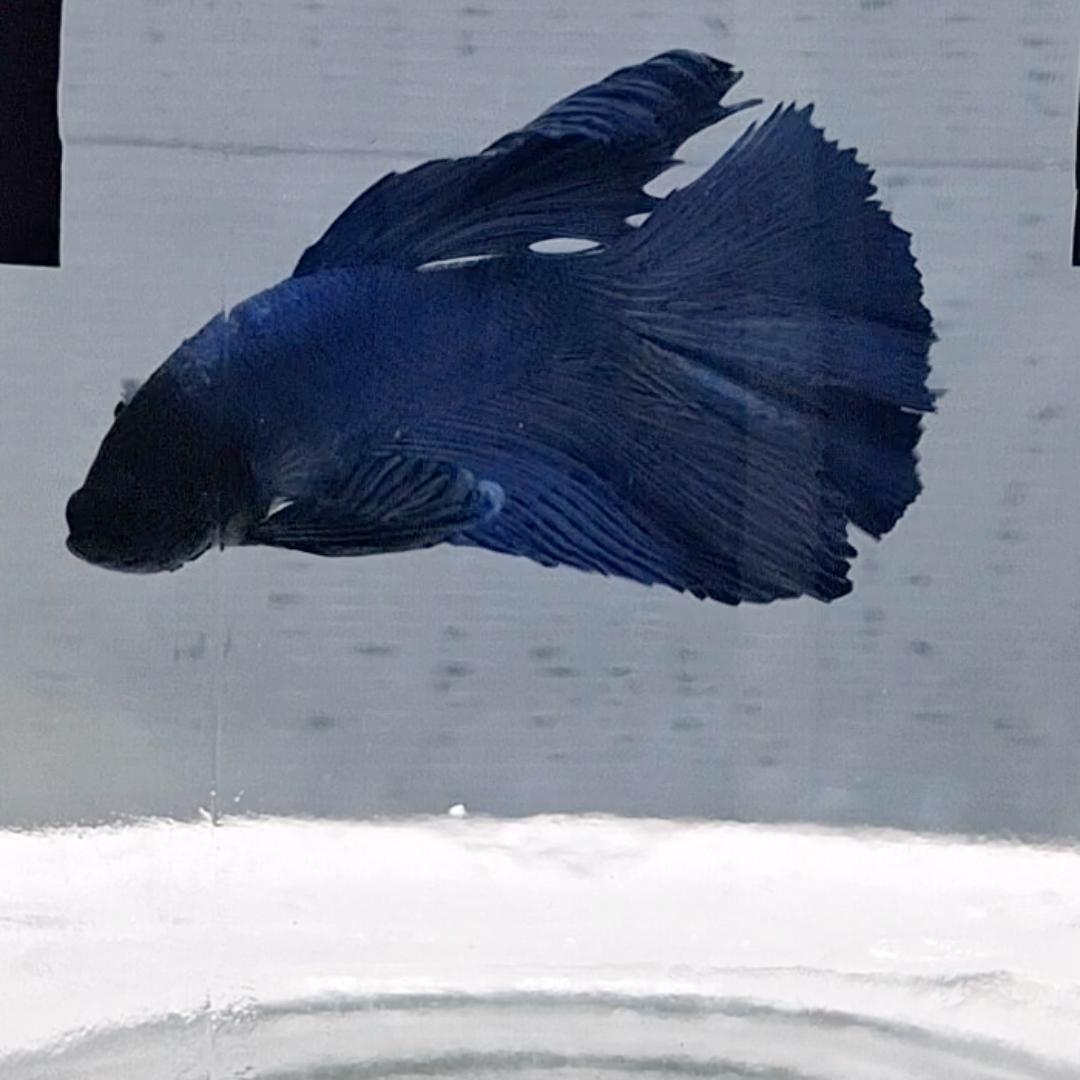 Betta Splendens Halfmoon Blue