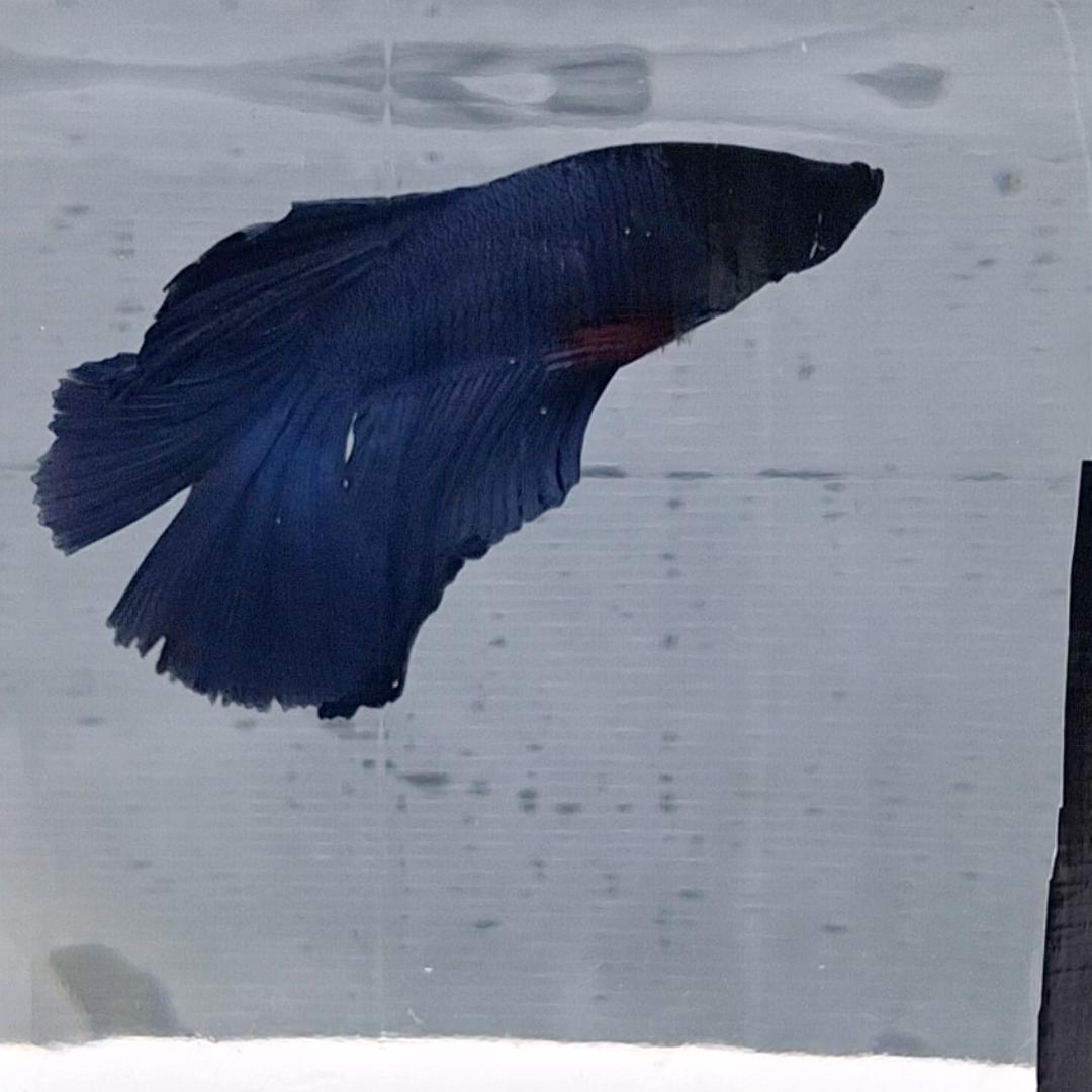 Betta Splendens Halfmoon Blue
