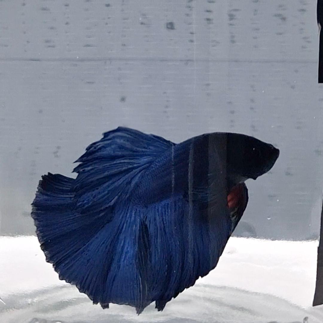 Betta Splendens Halfmoon Blue