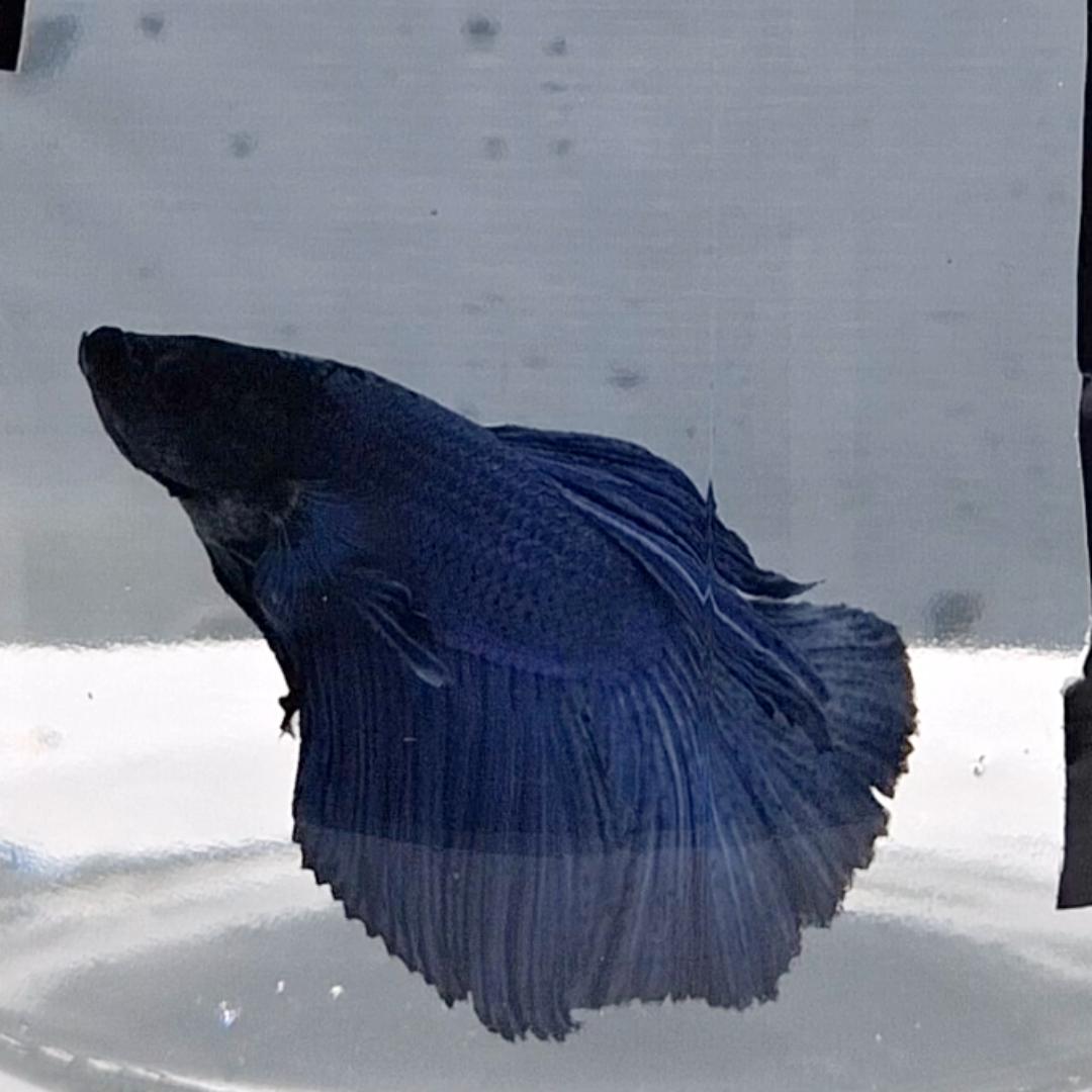 Betta Splendens Halfmoon Blue