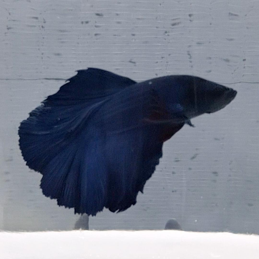 Betta Splendens Halfmoon Blue