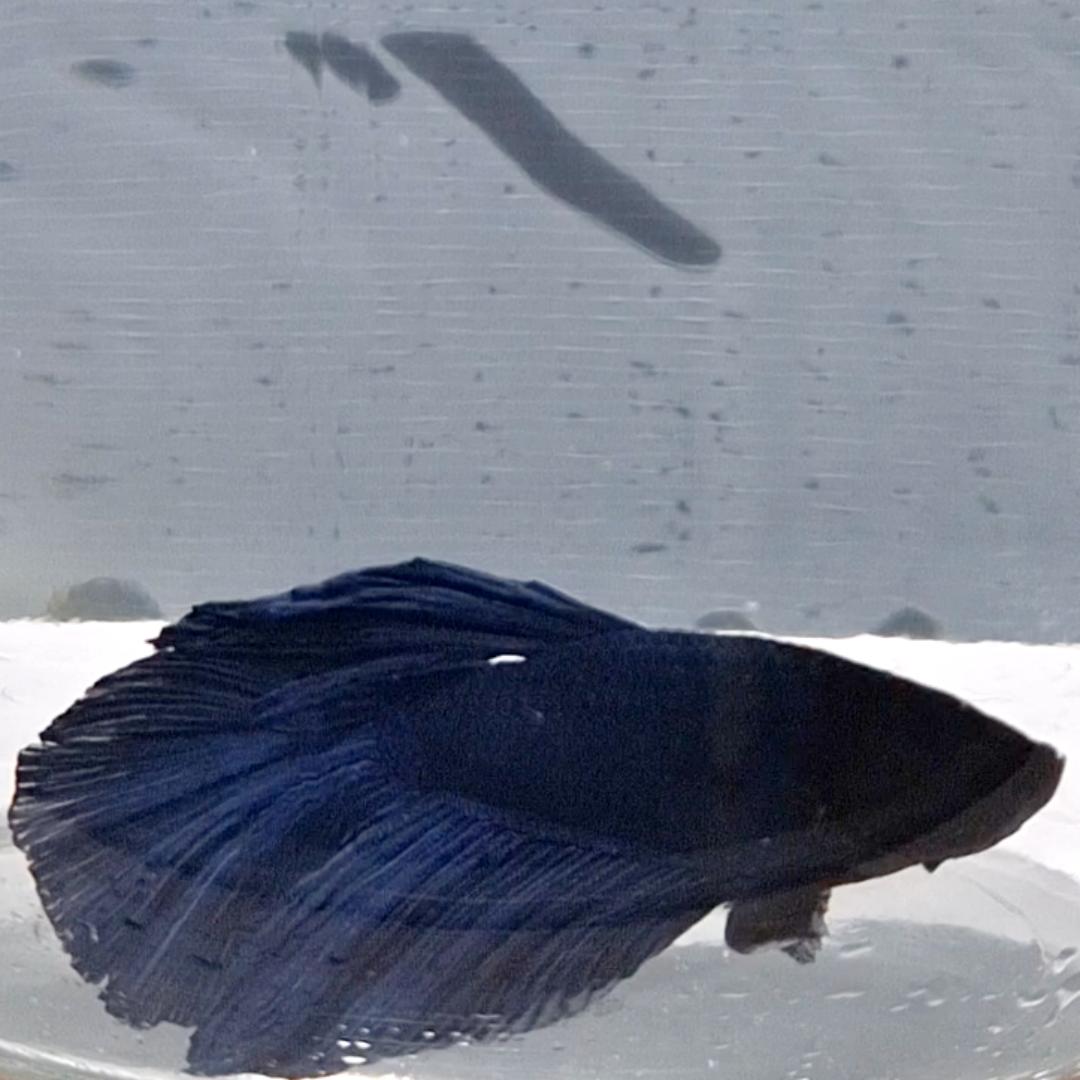 Betta Splendens Halfmoon Blue