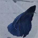 Betta Splendens Halfmoon Blue