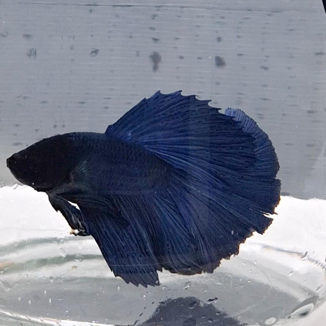 Betta Splendens Halfmoon Blue