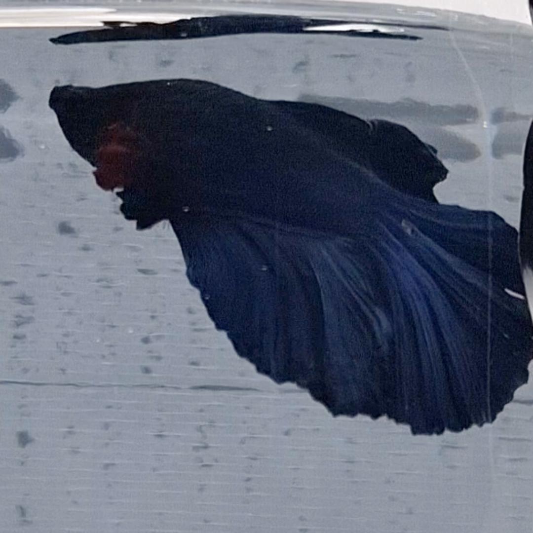 Betta Splendens Halfmoon Blue