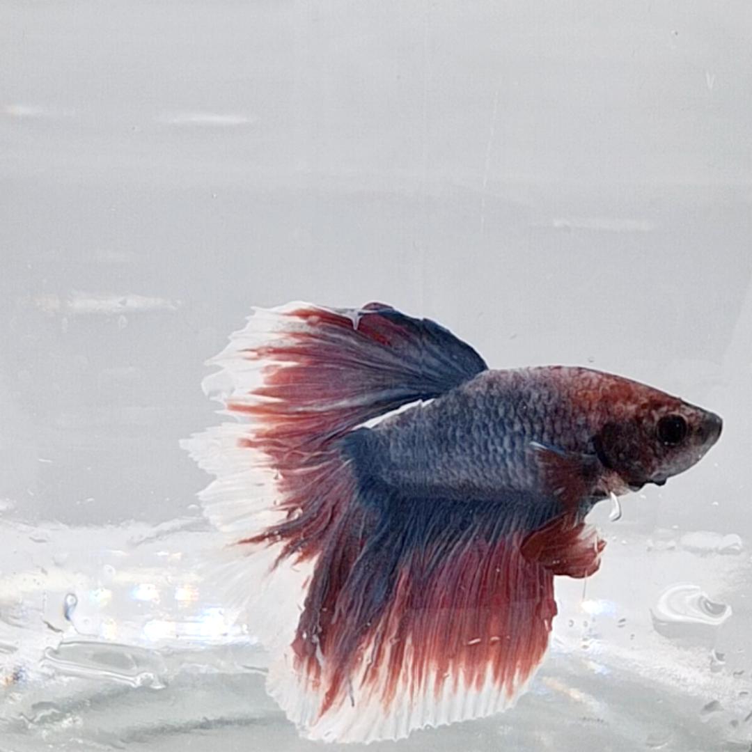 Betta Splendens Halfmoon Lavander