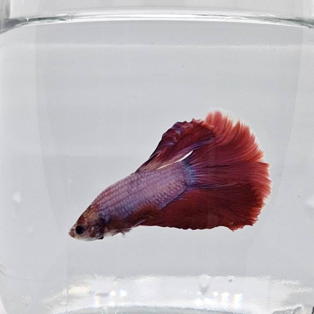 Betta Splendens Halfmoon Lavander