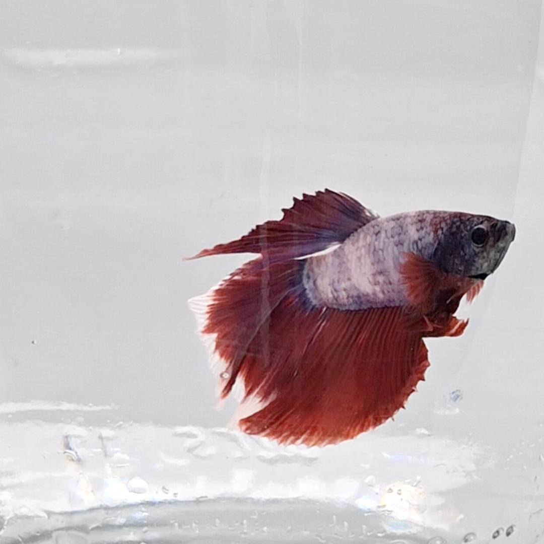 Betta Splendens Halfmoon Lavander
