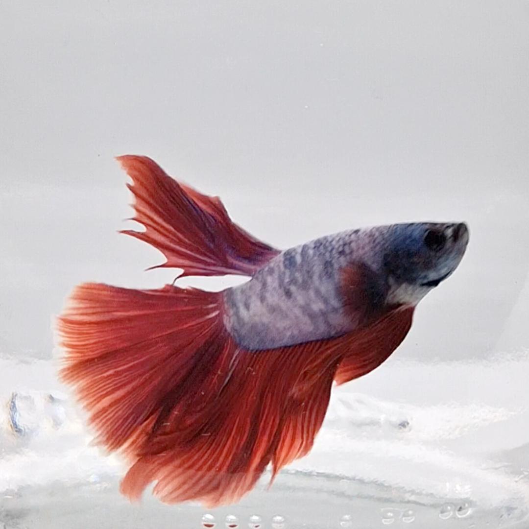 Betta Splendens Halfmoon Lavander