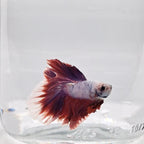 Betta Splendens Halfmoon Lavander