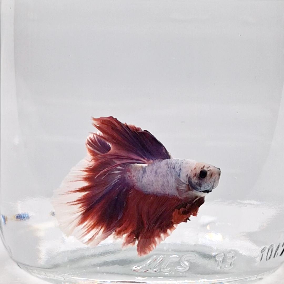 Betta Splendens Halfmoon Lavander