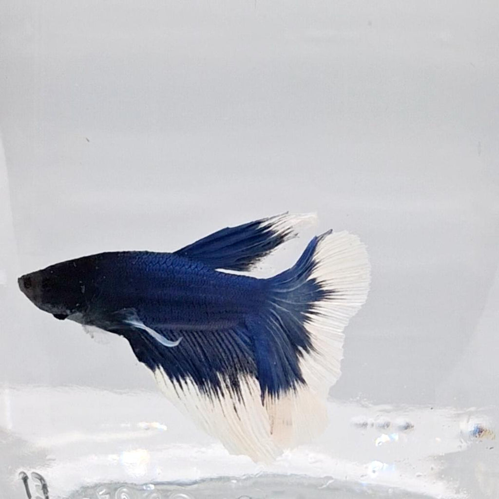 Betta Splendens Halfmoon Blue Butterfly