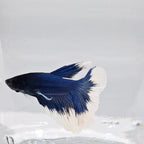 Betta Splendens Halfmoon Blue Butterfly