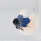 Betta Splendens Halfmoon Blue Butterfly