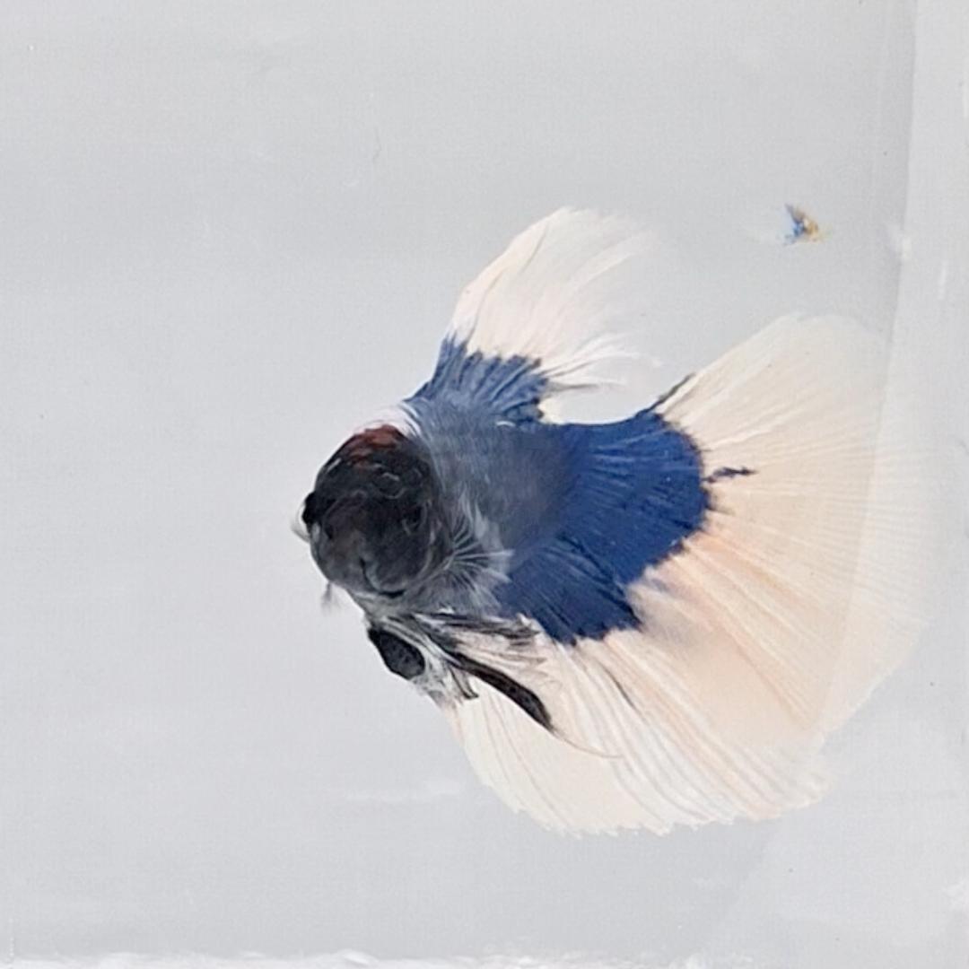 Betta Splendens Halfmoon Blue Butterfly