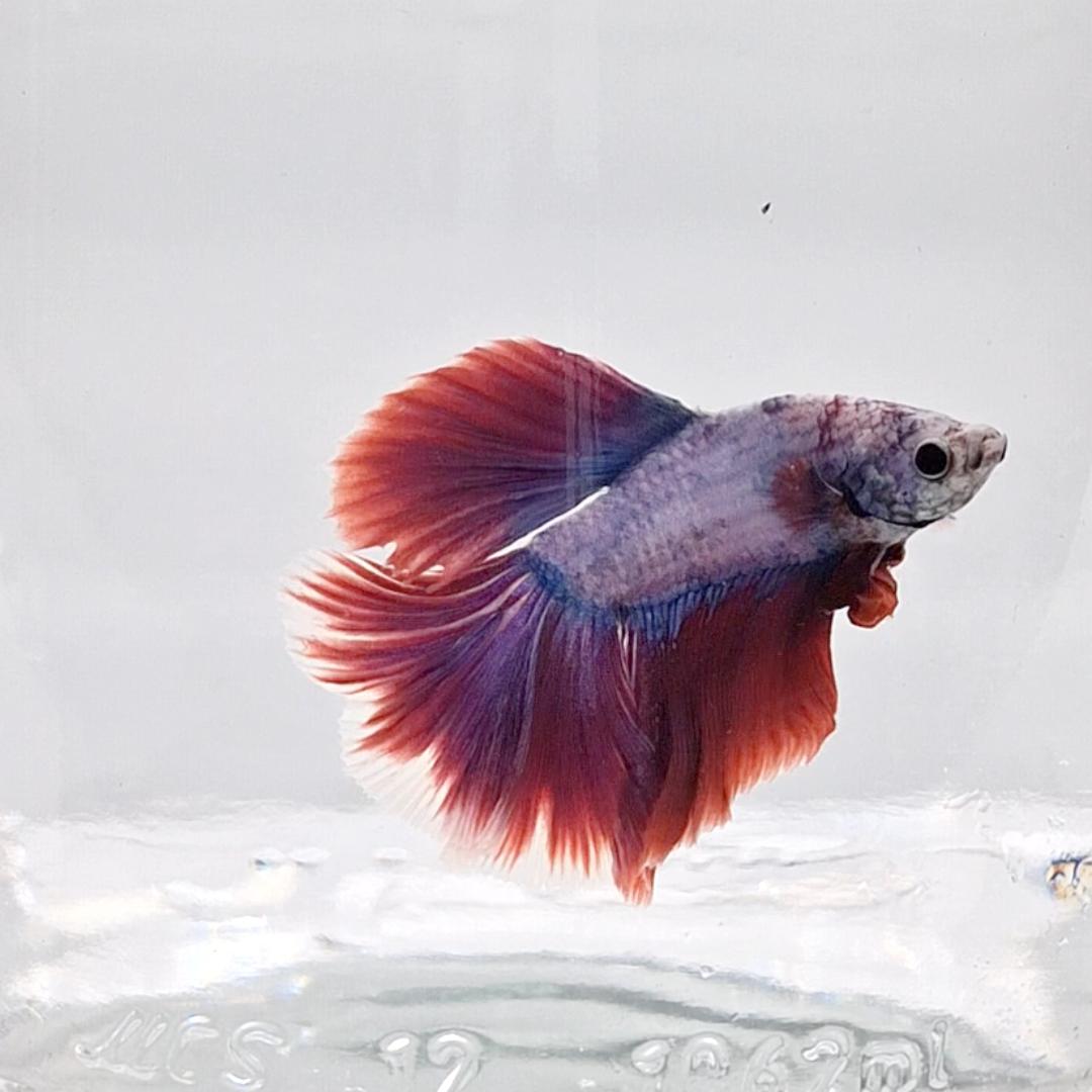 Betta Splendens Halfmoon Lavander