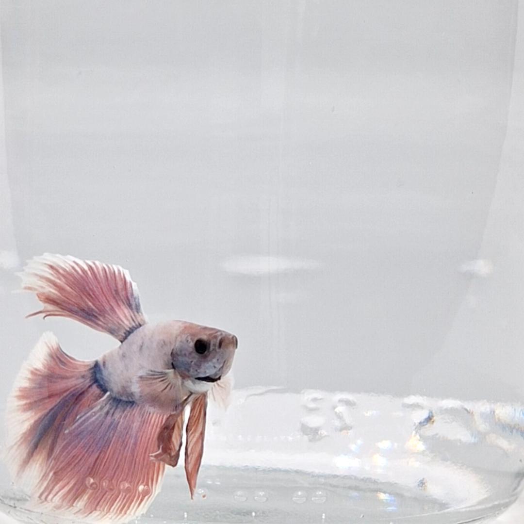 Betta Splendens Halfmoon Lavander