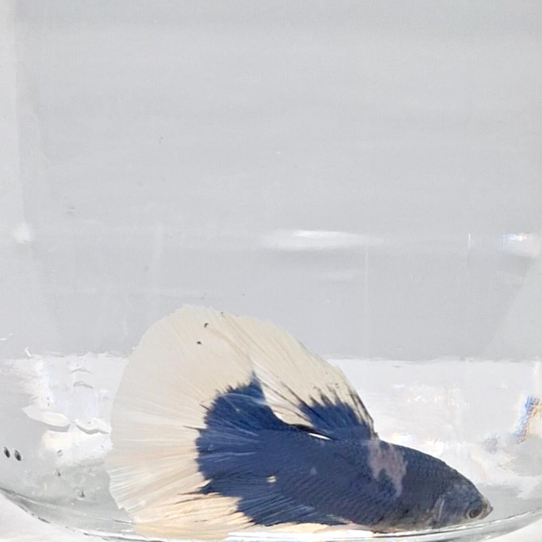 Betta Splendens Halfmoon Blue Butterfly
